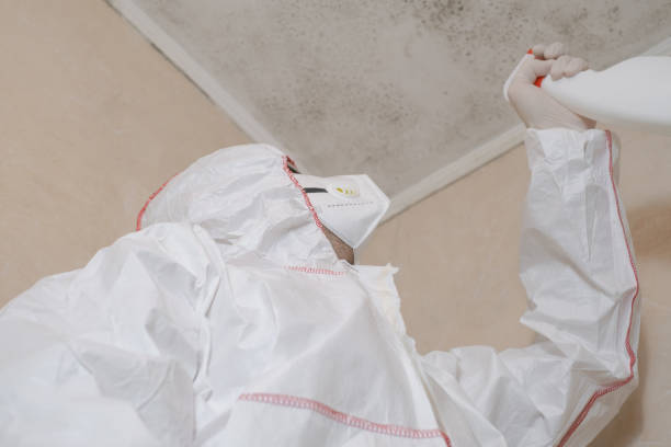 Best Residential Mold Remediation in Edina, MO