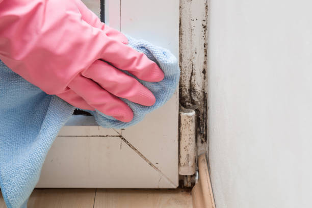 Professional Mold Remediation in Edina, MO
