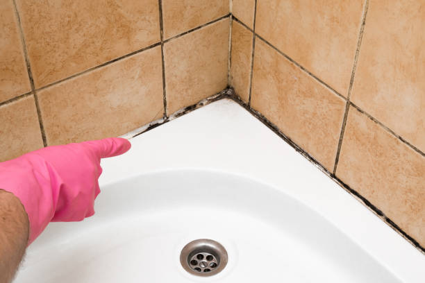Best Kitchen Mold Remediation in Edina, MO